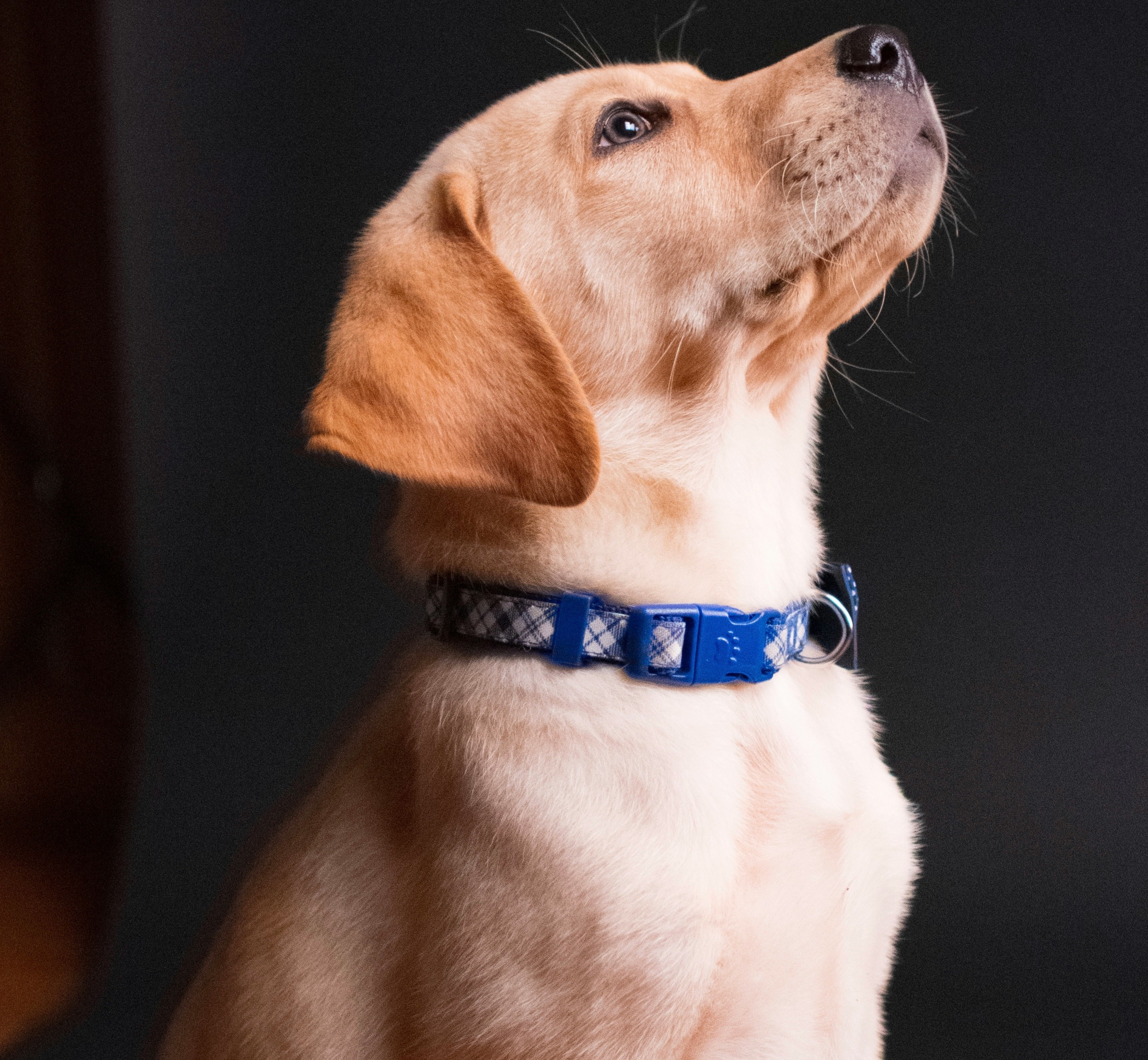 Dog training service