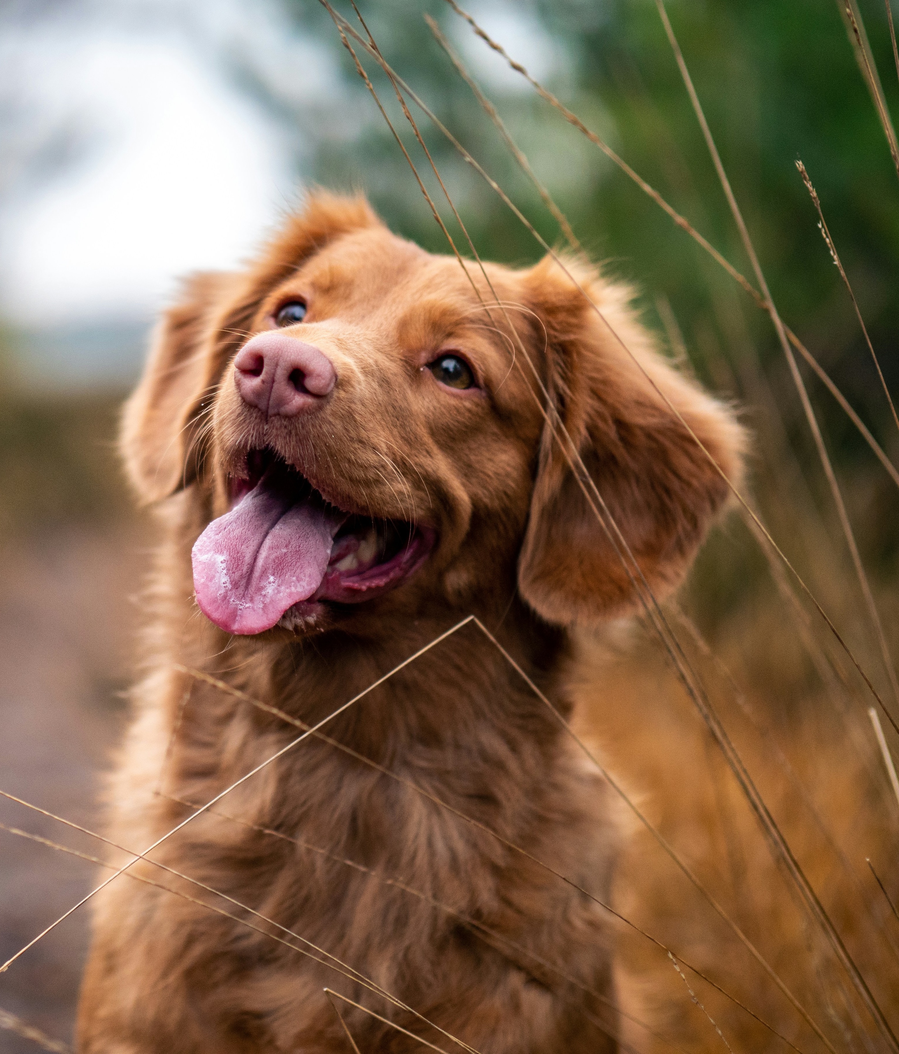 Dog walking service
